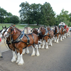 Budweiser Clydesdales